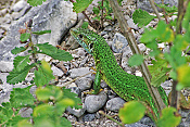 Ještěrka balkánská (Lacerta trilineata) – Povodí Mrtvici, Černá Hora