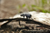 Chrobák hladký (Trypocopris vernalis). Benátky nad Jizerou