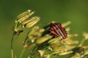 Kněžice pásovaná (Graphosoma italicum). Malhostovická pecka