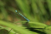 Šidélko páskované (Coenagrion puella). Těšenov