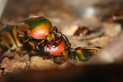Zlatohlávek rohatý (Eudicella gralli alaeri). ZOO Vyškov