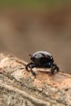 Chrobák hladký (Trypocopris vernalis). Lužické hory