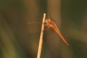Vážka rudá (Sympetrum sanguineum) ♀. Provence. Francie