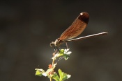 Motýlice obecná (Calopteryx virgo). Provence. Francie