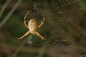Křižák pruhovaný (Argiope bruennichi). Provence. Francie