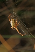 Křižák pruhovaný (Argiope bruennichi). Provence. Francie