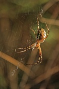 Křižák pruhovaný (Argiope bruennichi). Provence. Francie