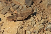 Saranče modrokřídlá (Oedipoda caerulescens). Provence. Francie