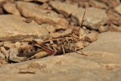 Saranče stěhovavé (Locusta migratoria). Provence. Francie