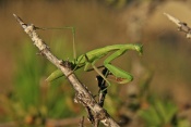 Kudlanka nábožná (Mantis religiosa). Provence. Francie