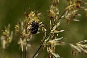 Zlatohlávek tmavý (Oxythyrea funesta). PR Obůrky-Třeštěnec.