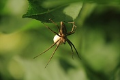 Lovčík hajní (Pisaura mirabilis). Ralsko
