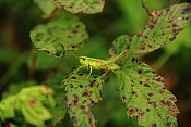 Saranče obecná (Chorthippus parallelus). Těšenov