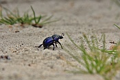 Chrobák hladký (Trypocopris vernalis)