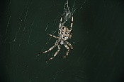 Křižák obecný (Araneus diadematus). Benátky nad Jizerou