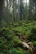 Národní park Kolovesi 
