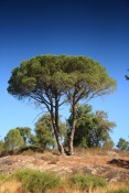 Pinie, Paine de Maures