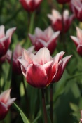 Tulipán v Keukenhof. Lisse