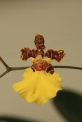 Orchidej v Keukenhof. Lisse