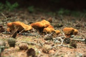 Hnědák Schweinitzův (Phaeolus schweinitzii). Těšenov