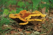 Hnědák Schweinitzův (Phaeolus schweinitzii). Těšenov 