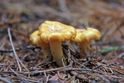 Liška obecná (Cantharellus cibarius). Těšenov