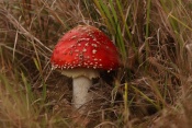 Muchomůrka červená (Amanita muscaria). Těšenov