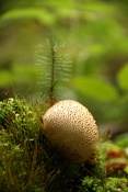 Pestřec obecný (Scleroderma citrinum). Těšenov