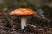 Muchomůrka červená (Amanita muscaria). Těšenov