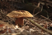 Hřib kovář (Boletus luridiformis). České Švýcarsko