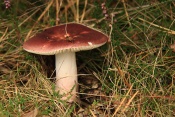 Holubinka révová (Russula xerampelina). České Švýcarsko