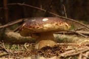 Hřib smrkový (Boletus edulis). Těšenov