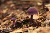 Lakovka ametystová (Laccaria amethystina). České Švýcarsko
