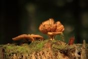 Šafránka ozdobná (Tricholomopsis decora). České Švýcarsko