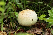 Žampion ovčí (Agaricus arvensis). PP Zlobice