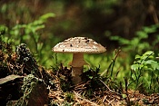Muchomůrka tygrovaná (Amanita pantherina). Těšenov