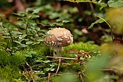 Muchomůrka tygrovaná (Amanita pantherina). Těšenov