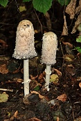 Hnojník obecný (Coprinus comatus). Těšenov