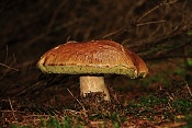 Hřib hnědý (Imleria badia). Těšenov