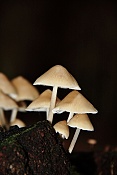 Helmovka tuhonohá (Mycena galericulata). Těšenov