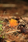 Krásnorůžek lepkavý (Calocera viscosa). Těšenov