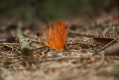 Krásnorůžek lepkavý | (Calocera viscosa). Těšenov