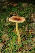 Muchomůrka ryšavá (Amanita fulva). Kokořínsko