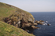 U Ardmore Head