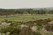 Beaghmore Stone Circles