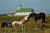 Islandští koně  u Garðuru