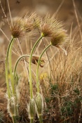 Koniklec velkokvětý (Pulsatilla grandis). Malhostovická pecka