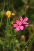 Hvozdík kropenatý (Dianthus deltoides). Těšenov