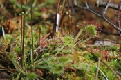 Rosnatka okrouhlolistá (Drosera rotundifolia). Rybník Starý,Těšenov