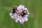 Chrastavec rolní (Knautia arvensis). Těšenov